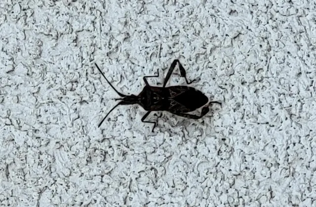 Wtyk amerykański wchodzi do domów. Czy ten pluskwiak jest niebezpieczny dla ludzi?