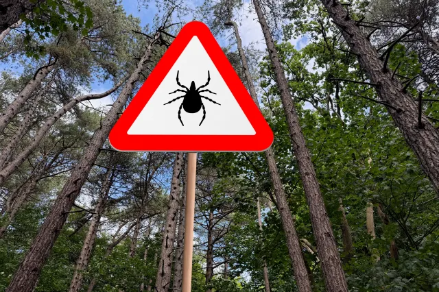 Komary i kleszcze nie boją się silnego mrozu. Są przystosowane do niskich temperatur