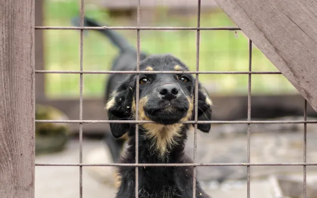 Gdynia wyda miliony na zwierzęta. Darmowe zabiegi i domki dla kotów