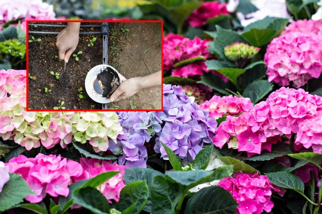 Hortensja - uprawa i pielęgnacja. Zastosuj ten składnik, a hortensja będzie kwitła długi i obficie