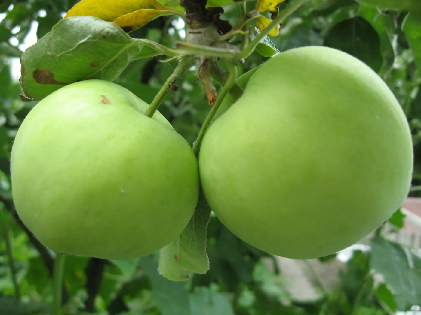 papierowka-papierowki-jablka-jablon-apairofhealthyapplesofthewhitetransparentvariety-38249743.jpg