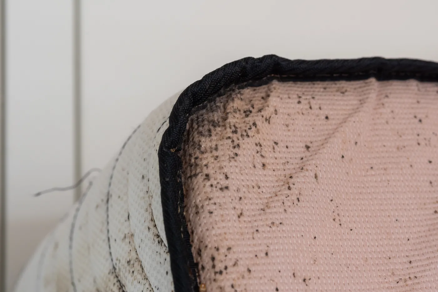 Masz to w pokoju? To prawdziwy magnes na pluskwy