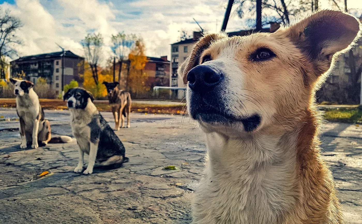 Mutanty z Czarnobyla? Naukowcy ujawniają jak psy rozwinęły supermoce w strefie radioaktywnego zniszczenia