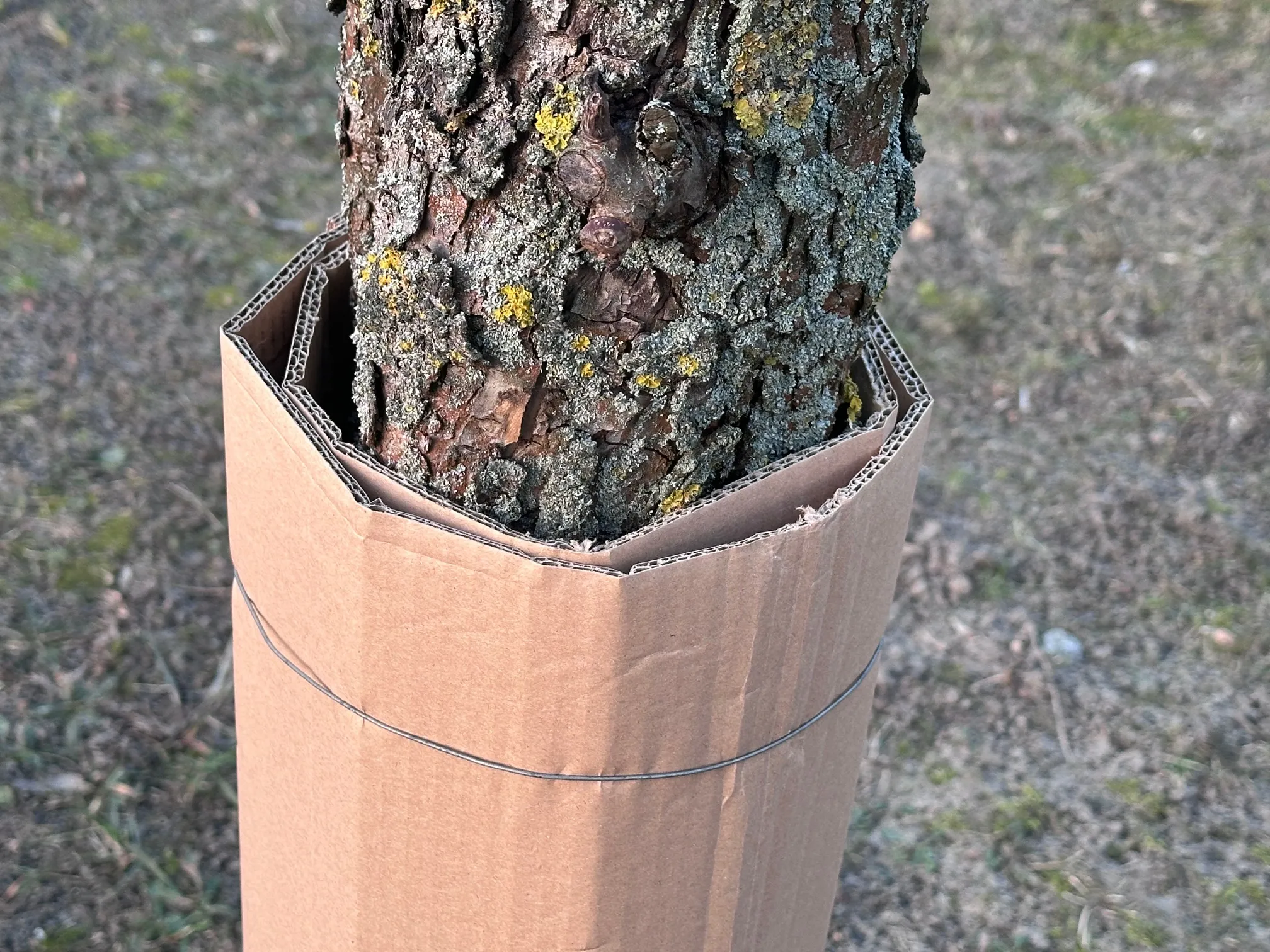 Opaska z tektury falistej na drzewa owocowe. Owiń pień śliwy teraz, a robaki nie dostaną się do owoców. Kiedy zakładać opaski z tektury na drzewa?