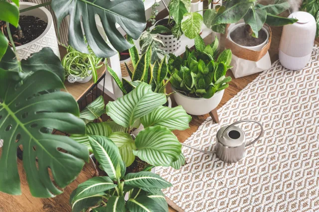 Zrób to ze wszystkimi roślinami doniczkowymi. Będą zielone i nie zjedzą ich szkodniki