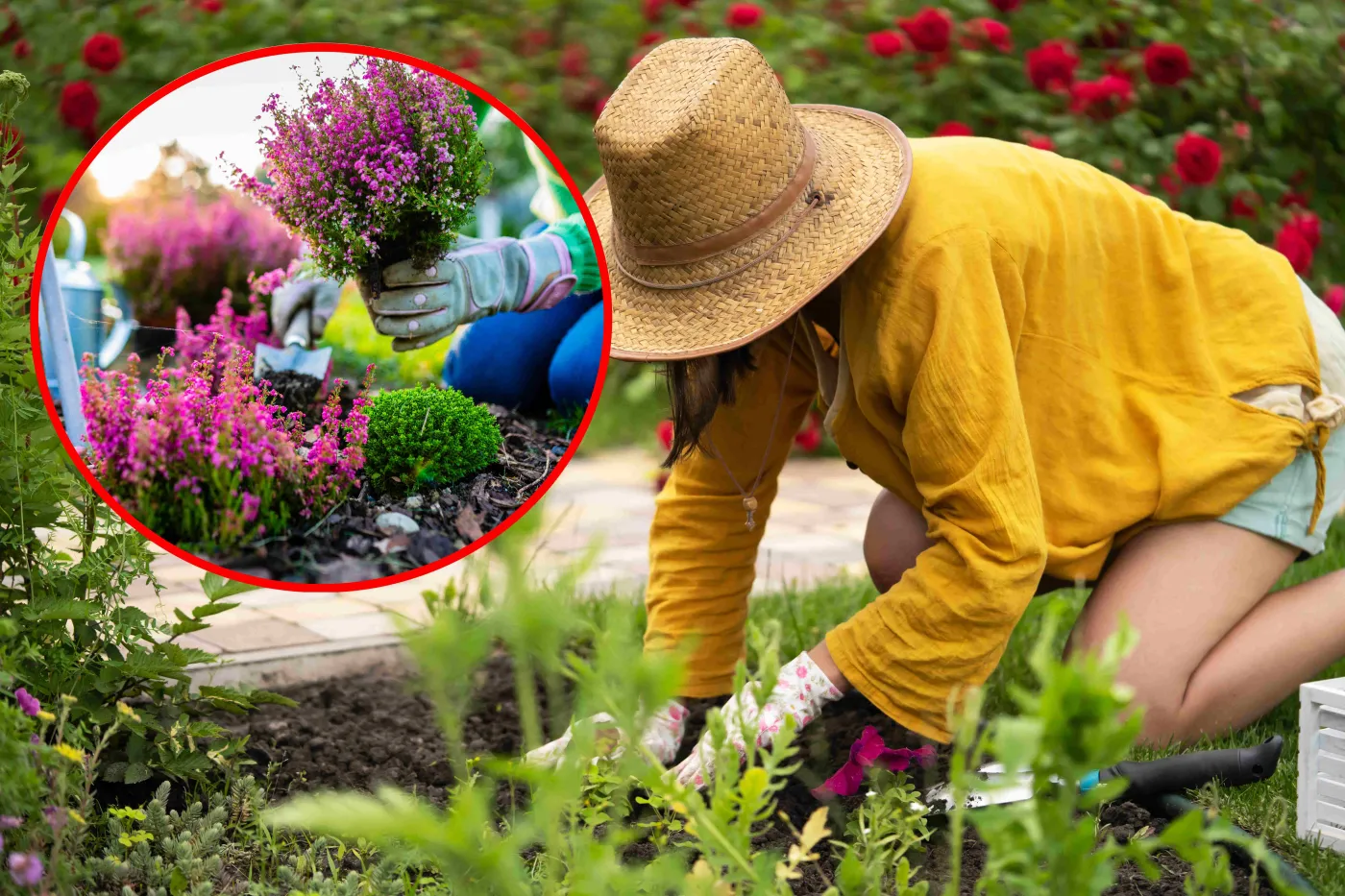 Te rośliny warto posadzić w ogrodzie w sierpniu! Pierwsze plony zbierzesz już jesienią