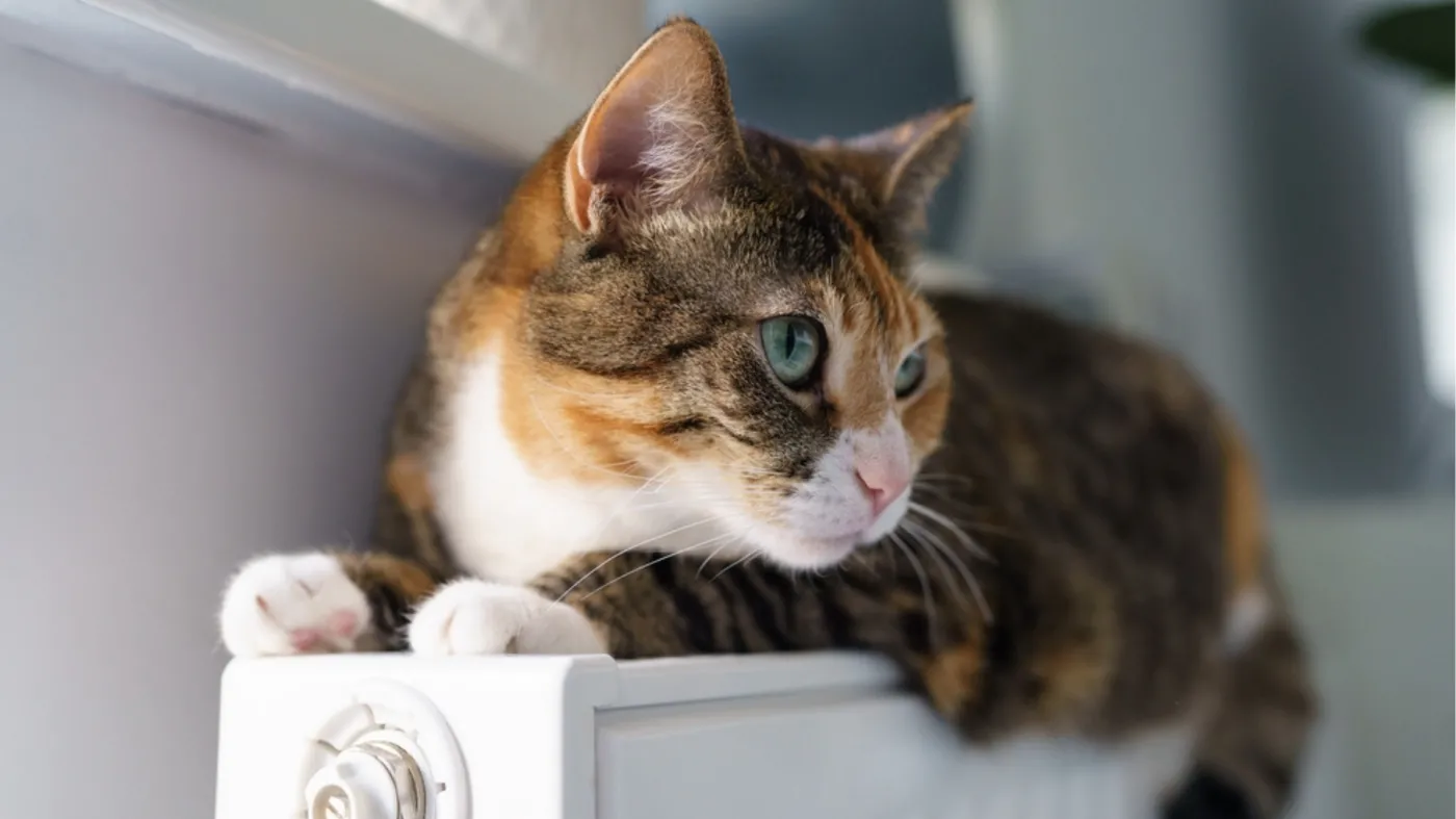 Twój kot rozumie więcej, niż myślisz. Sprawdź, co mówi jego zachowanie