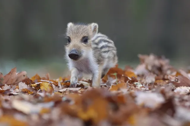 Lasy Państwowe reagują na film z młodym dzikiem: to przykład negatywnego postępowania