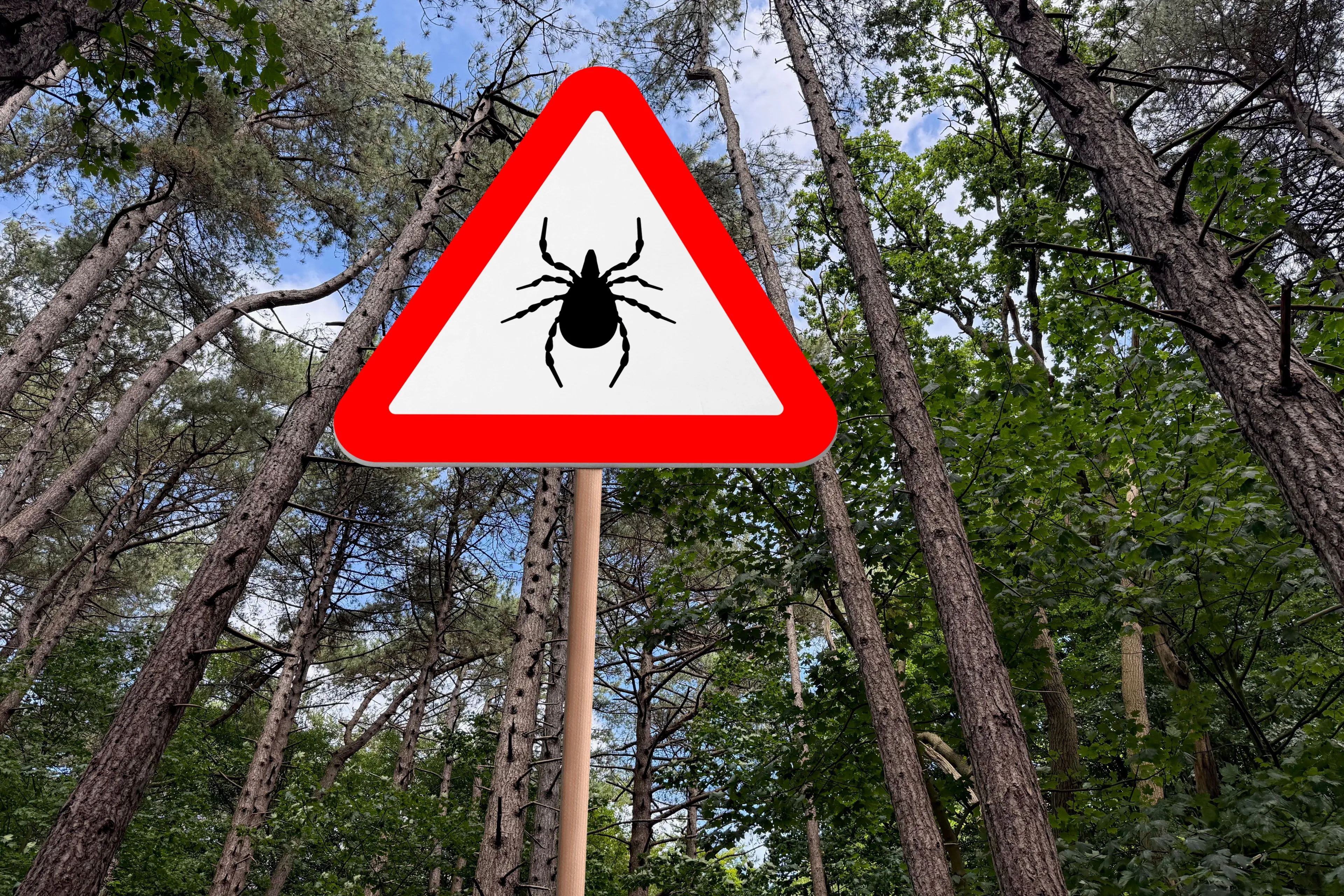 Szybki QUIZ z biologii: Ile wiesz o kleszczach? Większość zatrzymuje się na pytaniu 4