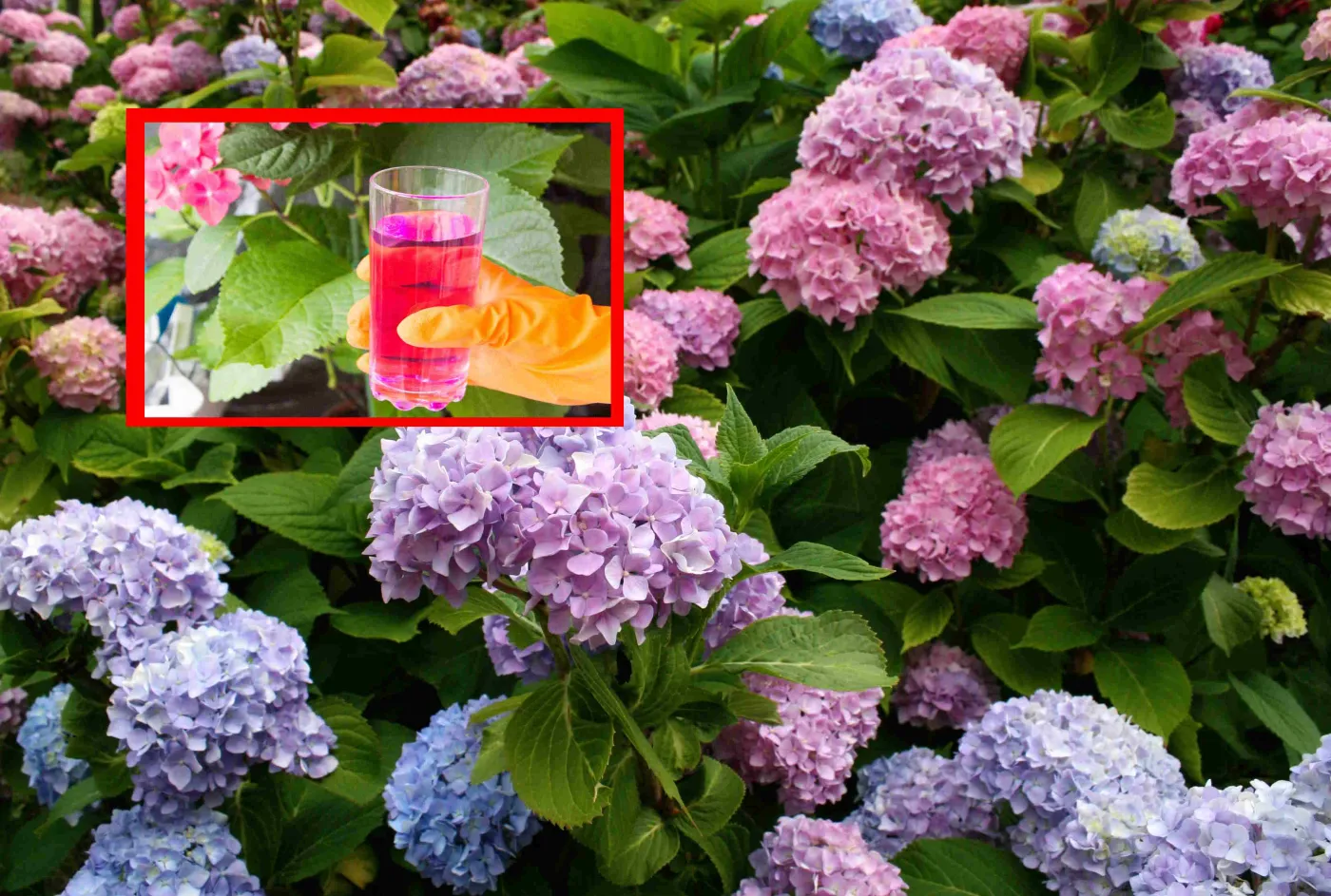 Kiedy i jak nawozić hortensję? Trzymaj się tych zasad, a będzie kwitła do później jesieni