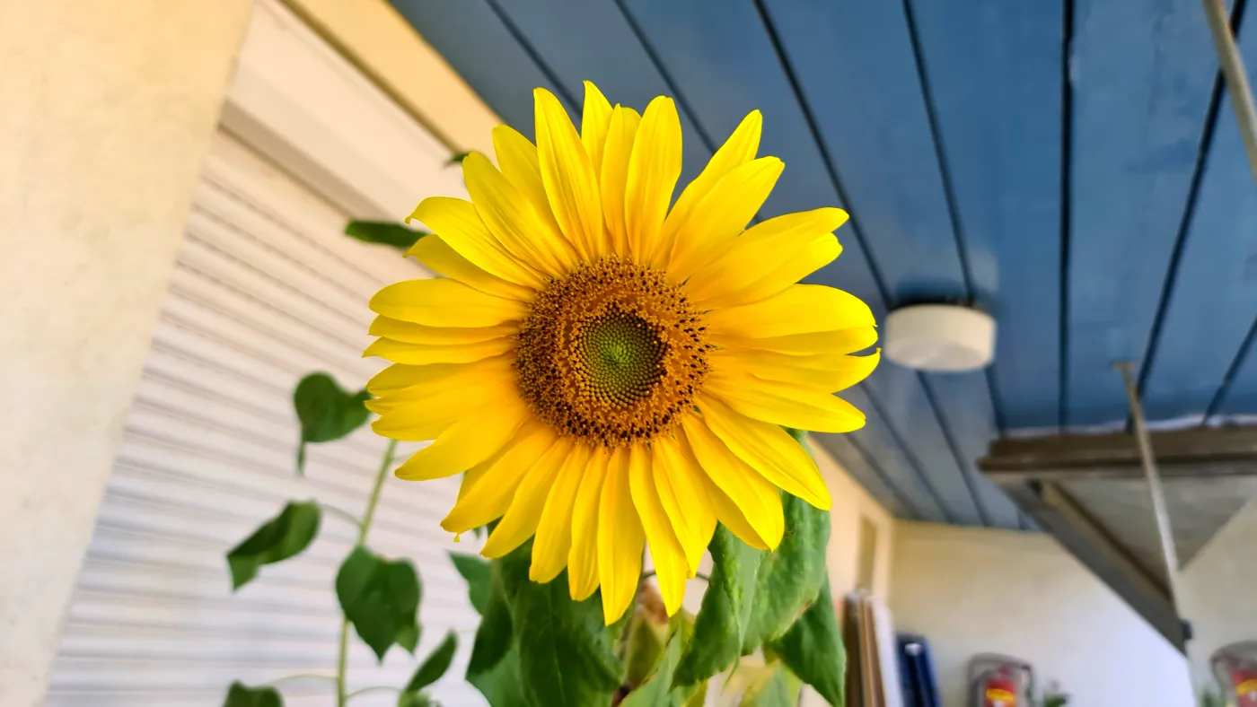 słonecznik balkon kwiat taras 