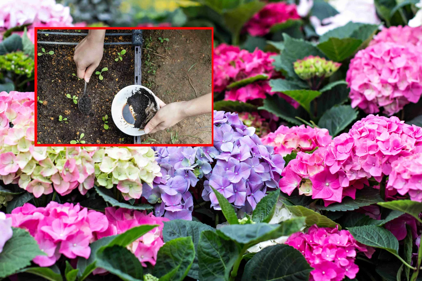 Hortensja - uprawa i pielęgnacja. Zastosuj ten składnik, a hortensja będzie kwitła długi i obficie