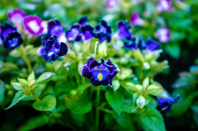 Idealna alternatywa dla bratków i pelargonii. Kwitnie aż do jesieni. Odkryj torenię fournieri