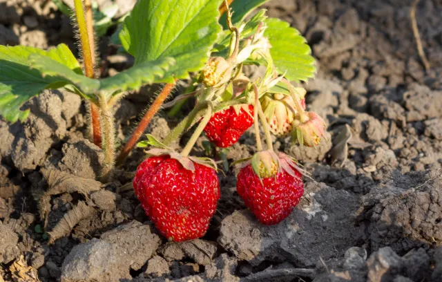 Nie sadź ich obok truskawek. Plony będą mizerne