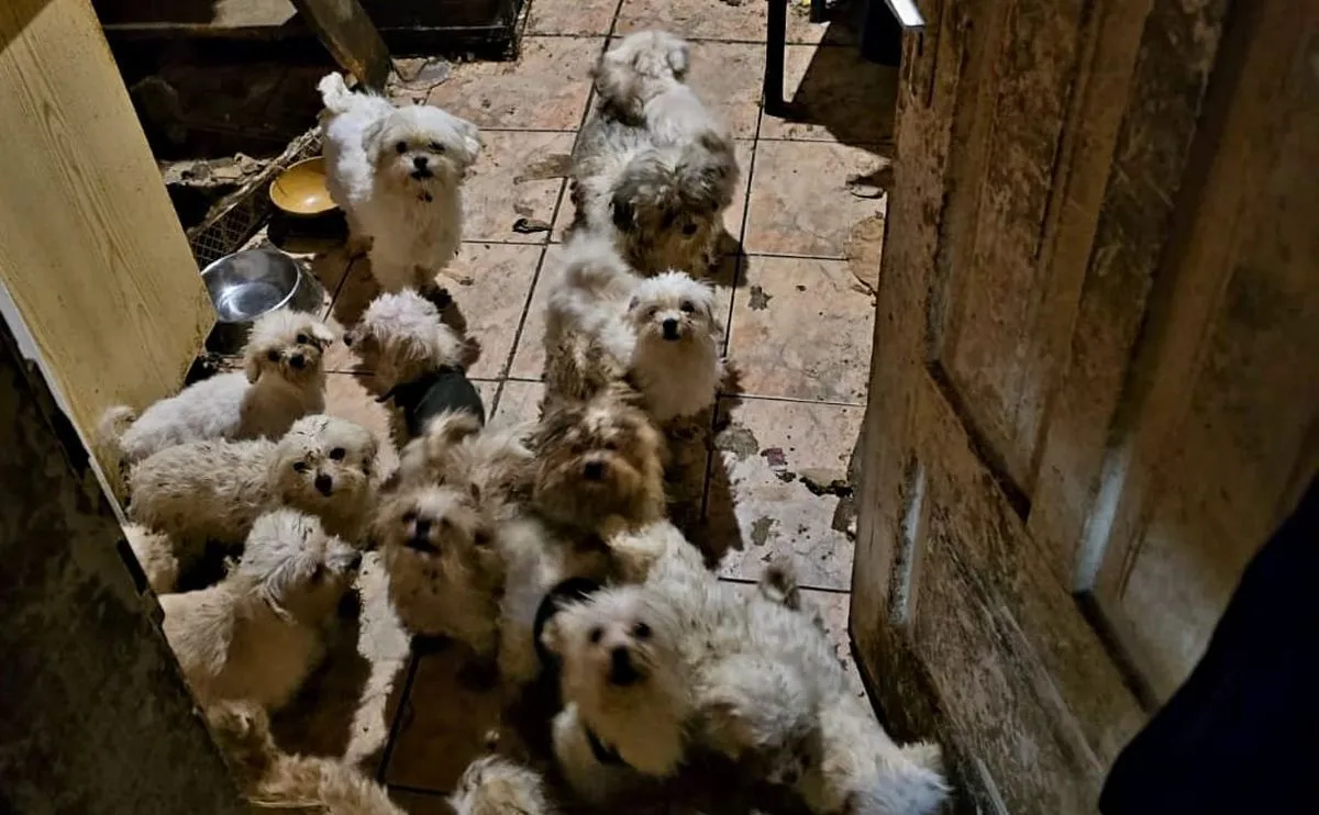 Policja odkryła 39 psów w domu jednorodzinnym. Zwierzęta trzymano w fatalnych warunkach