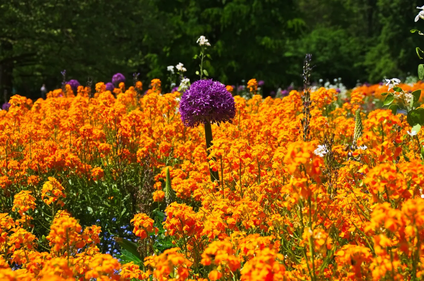 Lak pachnący w ogrodzie - tak wygląda w najpiękniejszych odmianach. Zdjęcia