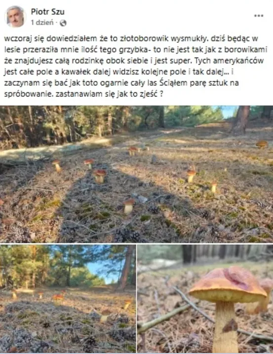 o-swoim-spotkaniu-z-tym-nowym-gatunkiem-grzybow-opowiedzial-na-grupie-fungipl-pan-piotr-38585092.png
