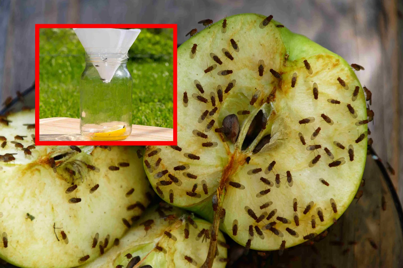 Muszki owocówki – jak się ich pozbyć z domu? 4 sposoby na pułapkę na muszki owocówki