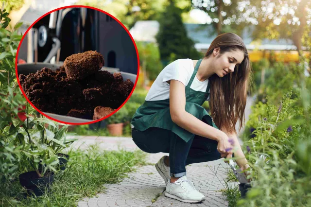 Nie wyrzucaj do kosza! Pomogą w ogrodzie i w domu, a nawet zrobisz z nich peeling do ciała