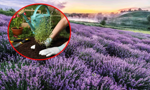 Rozłóż pod lawendą. Krzak zgęstnieje i obsypie się kwiatami