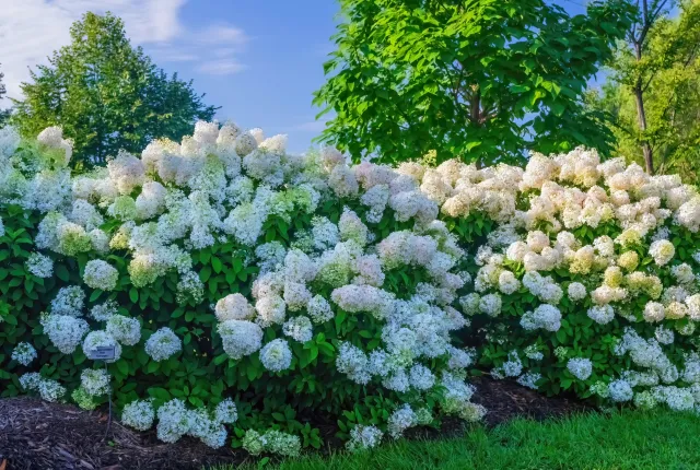 Zasadź zamiast hortensji. Najpierw obsypie się pięknymi kwiatami, a potem czerwonymi owocami