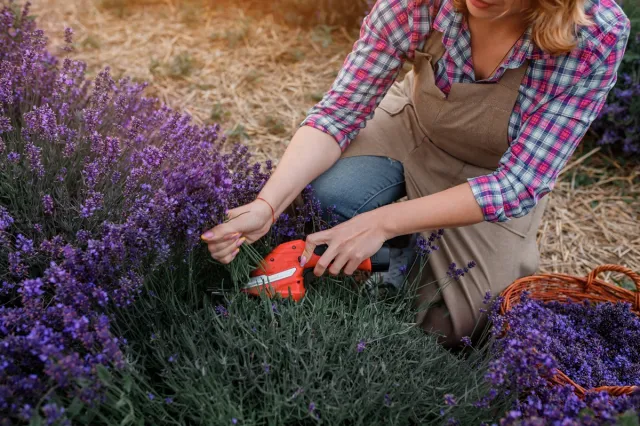 Przycinanie lawendy przed zimą. Jak i kiedy przycinać lawendę?
