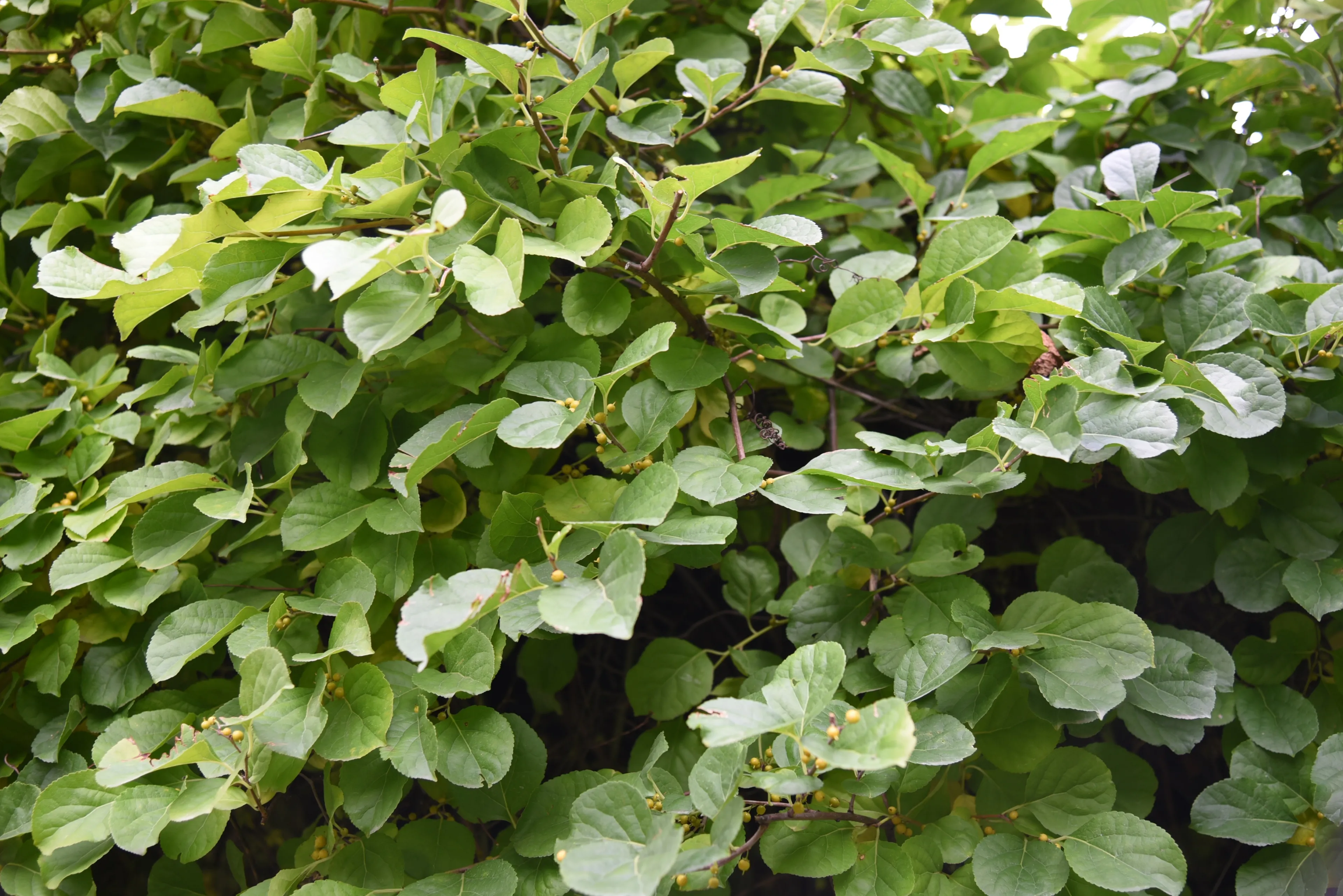 Ta roślina niedługo będzie zakazana. Kara to choćby 1 mln zł. Tymczasem wciąż jest w sprzedaży