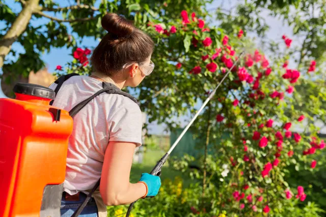 Mszyce zaatakowały w twoim ogrodzie? Wystarczy ten domowy produkt za kilka zł