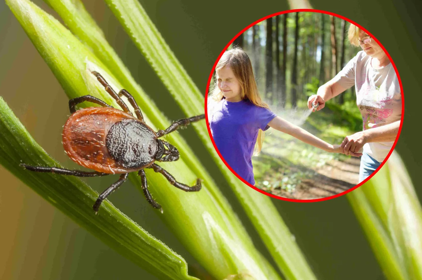 Jak się chronić przed kleszczami? Ten środek na kleszcze na pewno masz w domu. Tych ziół kleszcze nie znoszą