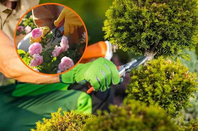 Te rośliny w ogrodzie musisz przyciąć w sierpniu. To już ostatni dzwonek!