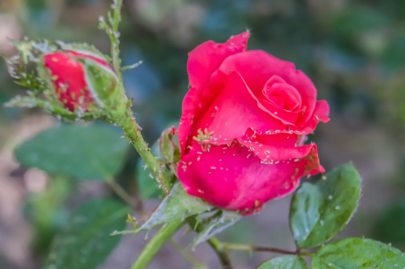 Szkodniki drzew owocowych i krzewów. Jak je rozpoznać? Zrób przegląd roślin już w marcu