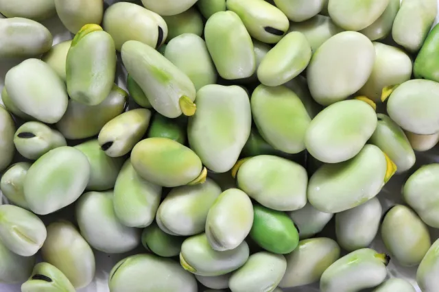 Jest bogaty w błonnik i zapobiega zaparciom. Jak gotować bób?