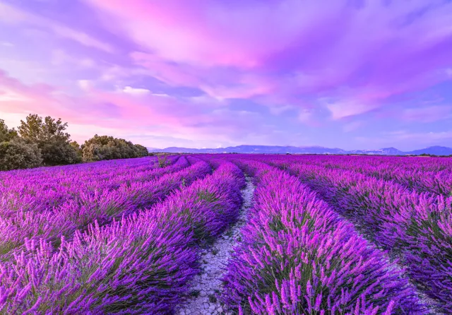 Chcesz przedłużyć kwitnienie lawendy? Te proste triki przedłużą kwitnienie aż do października