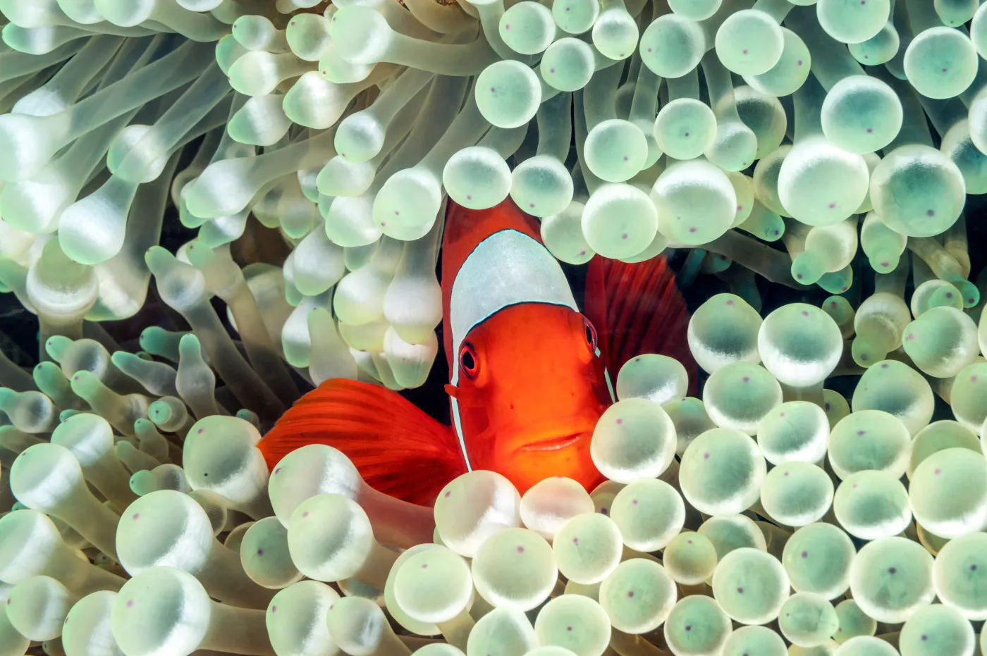 Wakacyjny quiz biologiczny.  Sprawdź swoją wiedzę. 6/10 punktów to rewelacyjny wynik