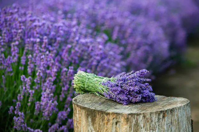 Lawenda w ogrodzie - galeria zdjęć