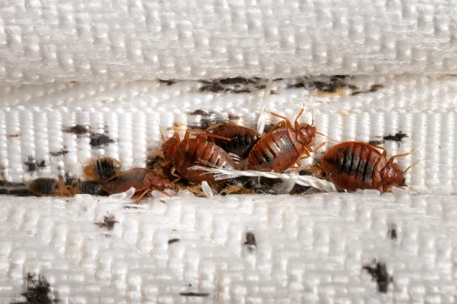 Plaga pluskiew. Gdzie atakują i jak się przed nimi bronić?