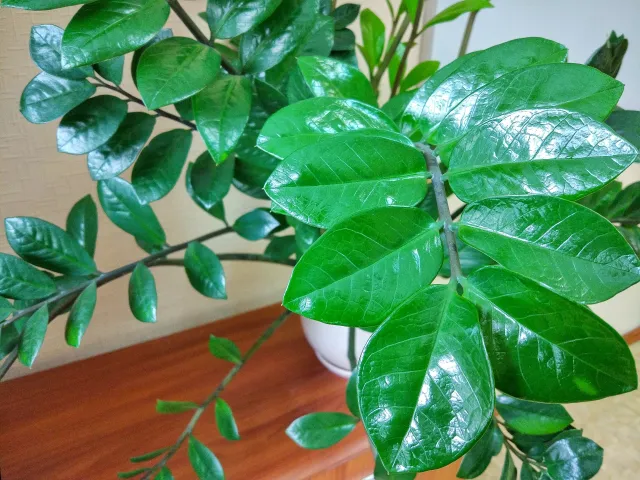 Jedna łyżeczka do wody i zamiokulkas odżyje. Wypuści liście jeden po drugim. Prosty trik na szybki efekt