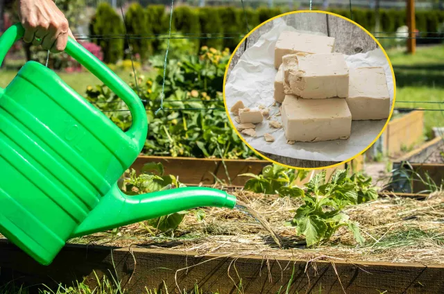 Jakie rośliny podlewać drożdżami? Jak przygotować i stosować nawóz z drożdży?