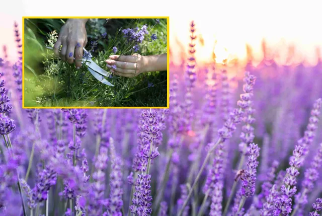 Pierwsze cięcie lawendy po zimie. Kiedy i jak przycinać ją przed wiosną?