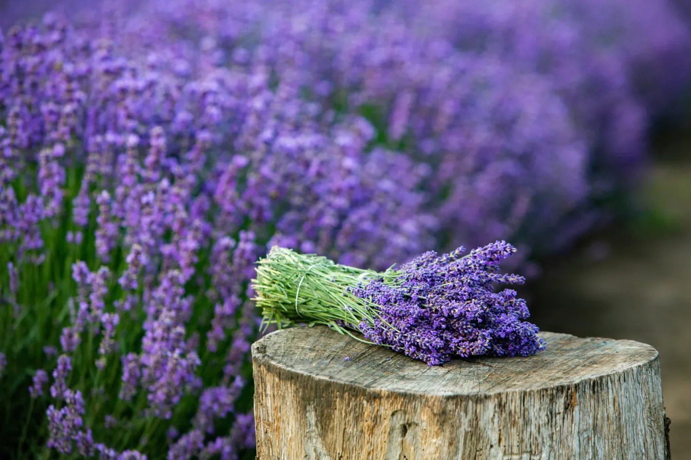 Lawenda w ogrodzie - galeria zdjęć