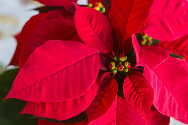 Ta roślina króluje w polskich domach przed Bożym Narodzeniem. Co zrobić, żeby przetrwała do Gwiazdki?