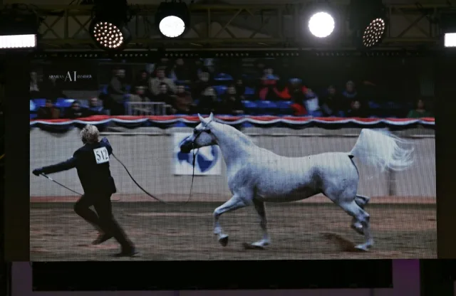 Skandal na Pride of Poland w Janowie Podlaskim. "Rz": Uderzony wiceprezes stadniny