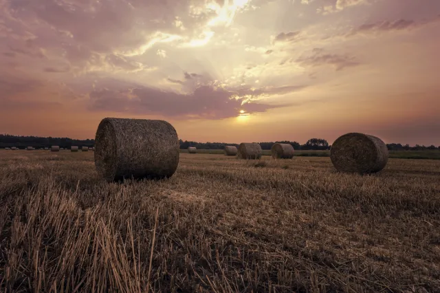 Oto poważny błąd rolnictwa i leśnictwa, który szkodzi klimatowi. Naukowcy apelują