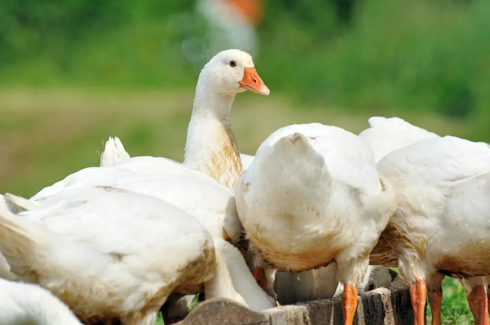 KOWR: Polska wiodącym producentem gęsiny w UE. Mięso eksportujemy głównie do Niemiec