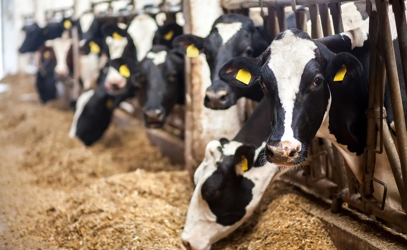 Koszt alternatywny hodowli. Jak bardzo mięso i nabiał szkodzą klimatowi?