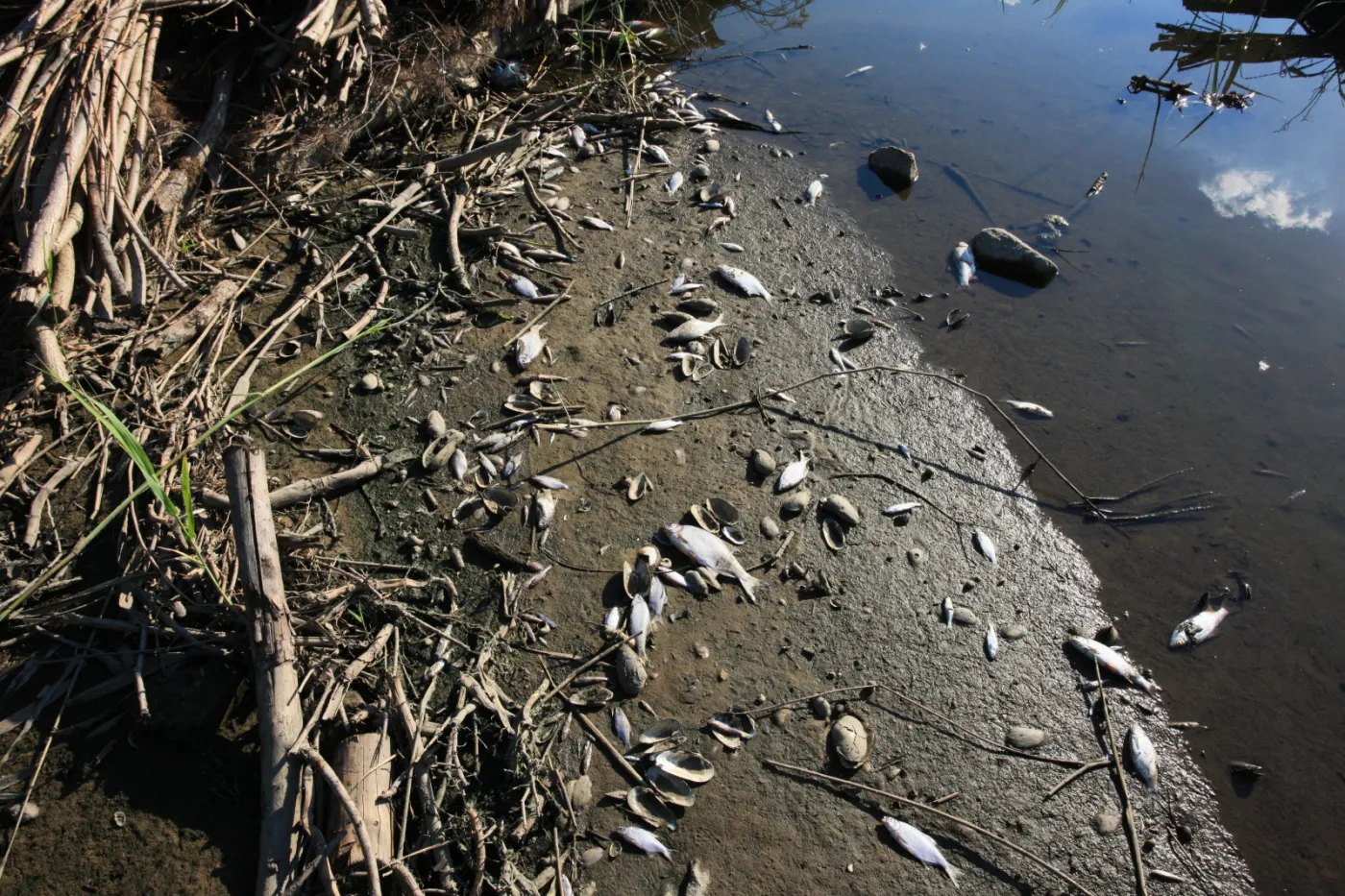 Niemiecki urzędnik: Pierwsze wyniki wskazują na masowe skażenie Odry rtęcią