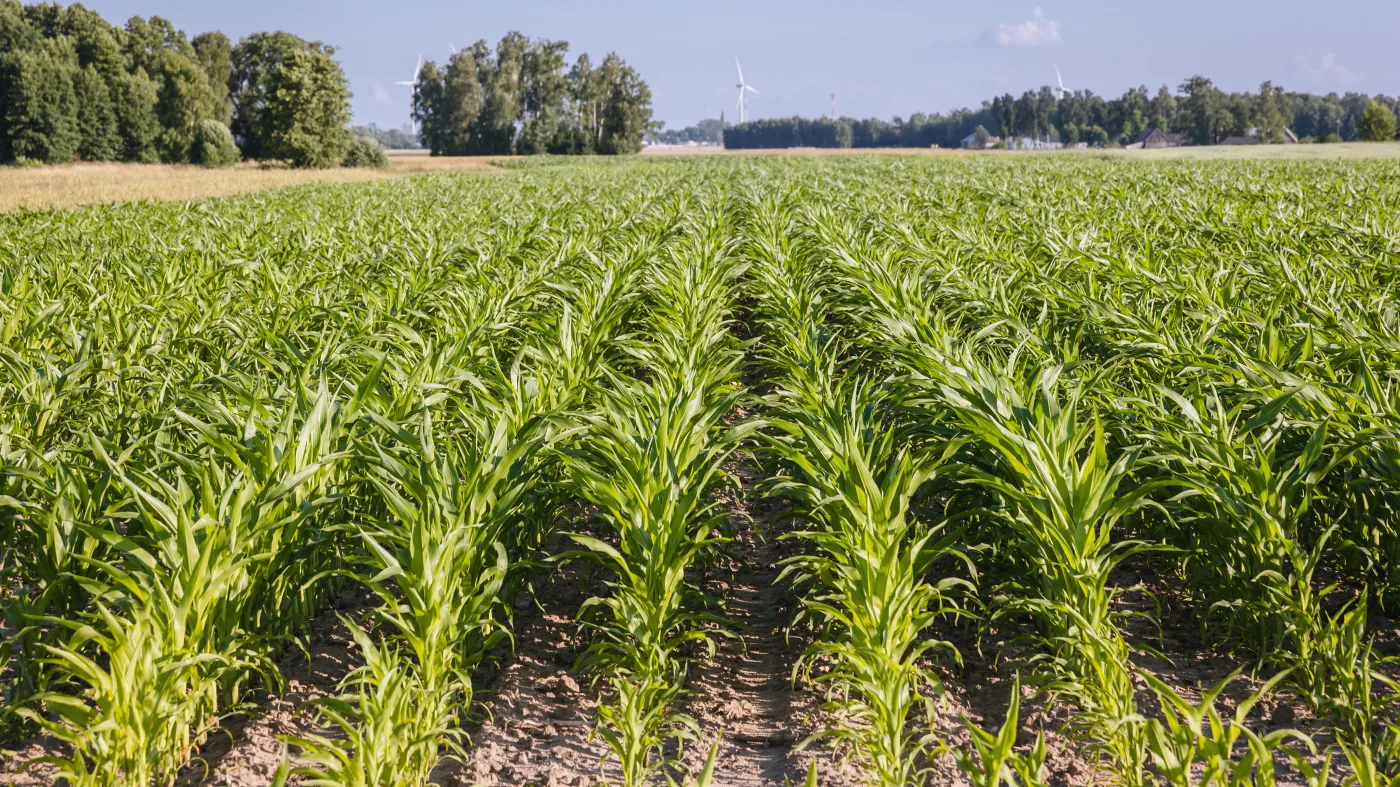 Azoty tną produkcję. Minister rolnictwa uspokaja: Nawozów na sezon jesienny wystarczy
