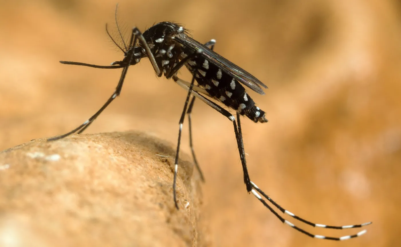 Pewne są tylko śmierć, podatki i kolejna pandemia. Te wirusy będą sławne