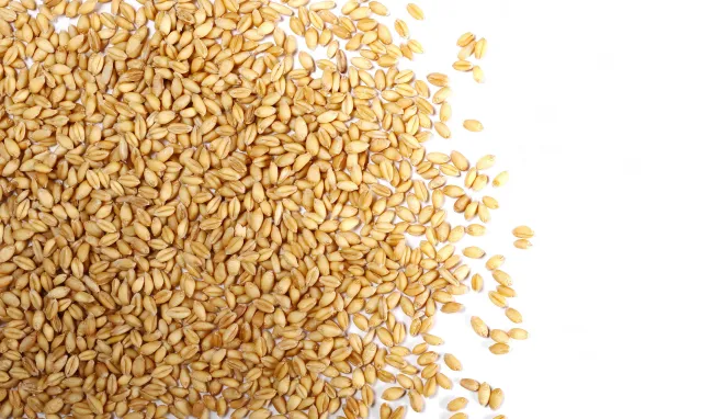 Kolejne zagrożenie ws. eksportu pszenicy. Indie nie wypełnią luk po Ukrainie i Rosji?