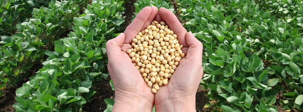 KE: Import soi z USA wzrósł o 283 proc. Powinniśmy kontynuować ten trend